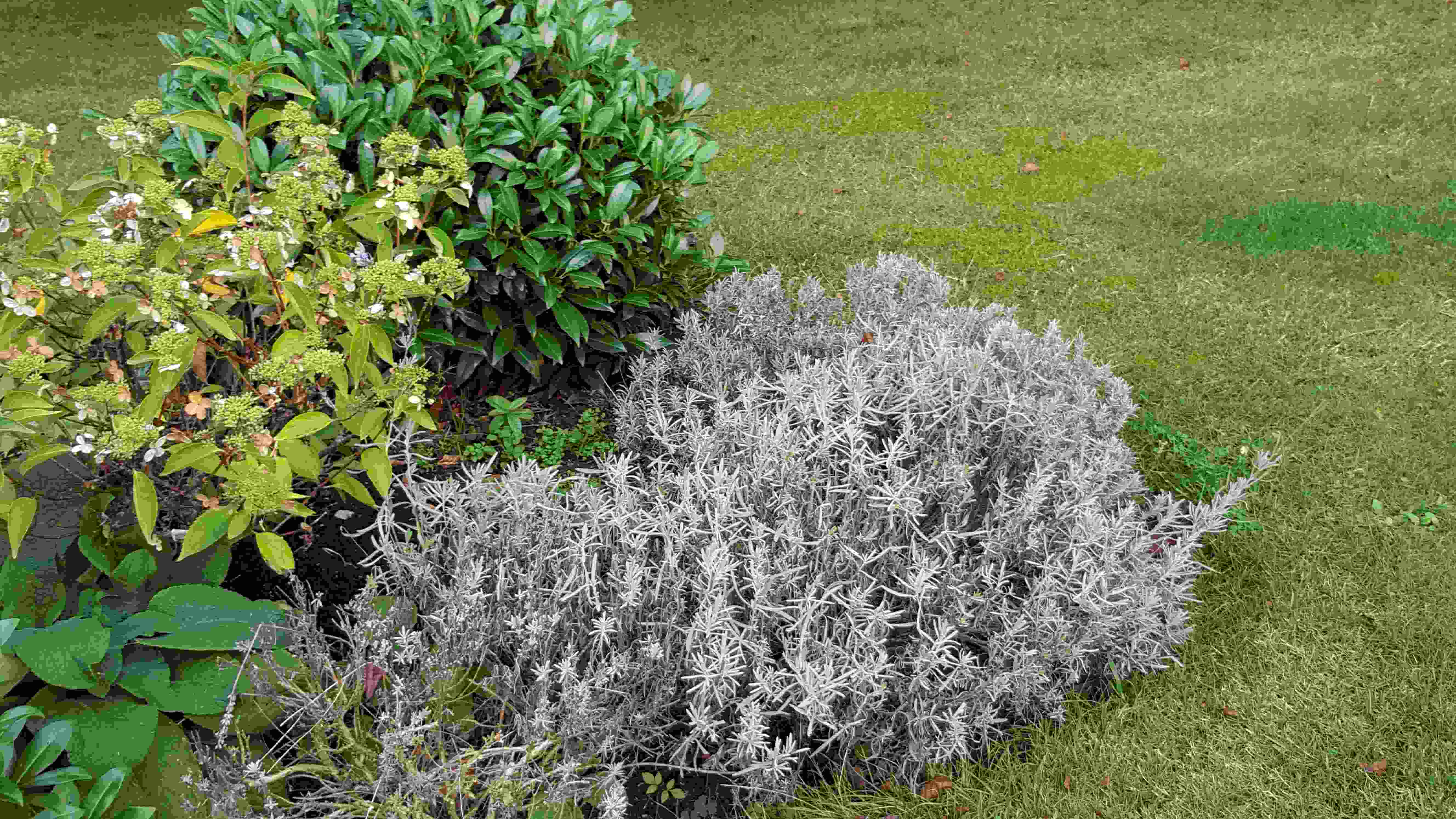 hortensia et lavande spot hetre.jpg